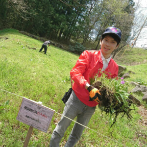 サクラソウ保護活動